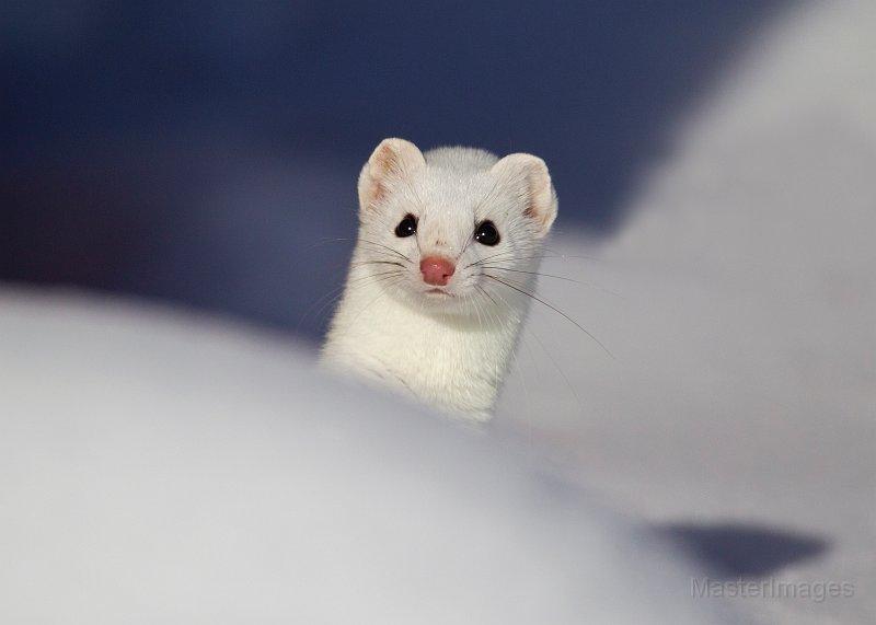 An Ermine peers over a snow bank. Photo courtesy of www.masterimages.org. ermine - Larry