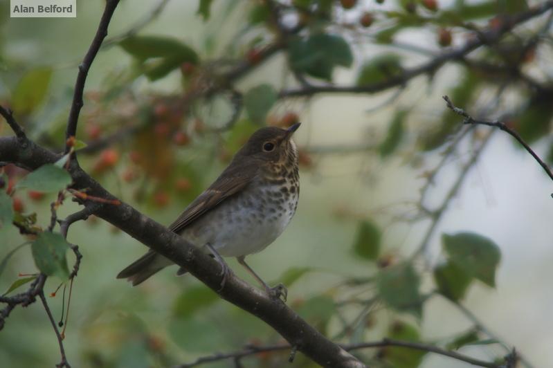 I've been hearing a lot of Swainson's Thrushes overhead recently, and the birds can often be found feeding on fruit in the yard. Swainson's Thrush - yard