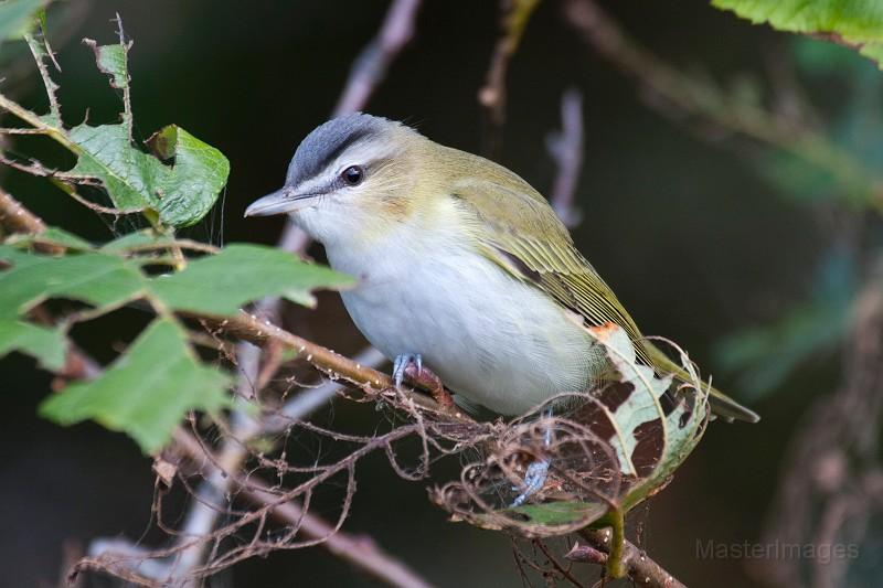 red-eyed vireo - Larry