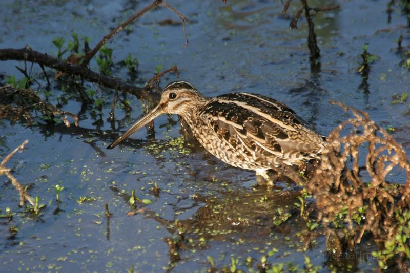 I've found good numbers of Wilson's snipe in wet fields in the region as well. Photo courtesy of www.masterimages.org. snipe - Larry