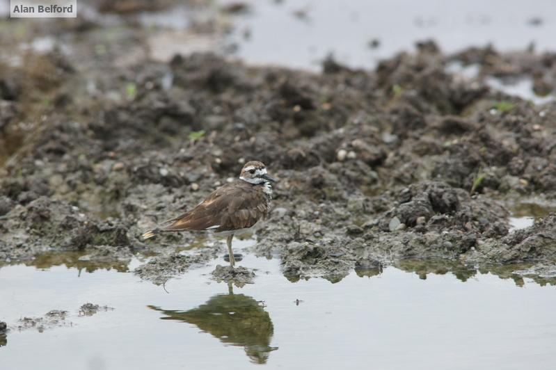Killdeer are common on grassy and muddy fields across the region and may be joined by other less common species. killdeer - muddy field