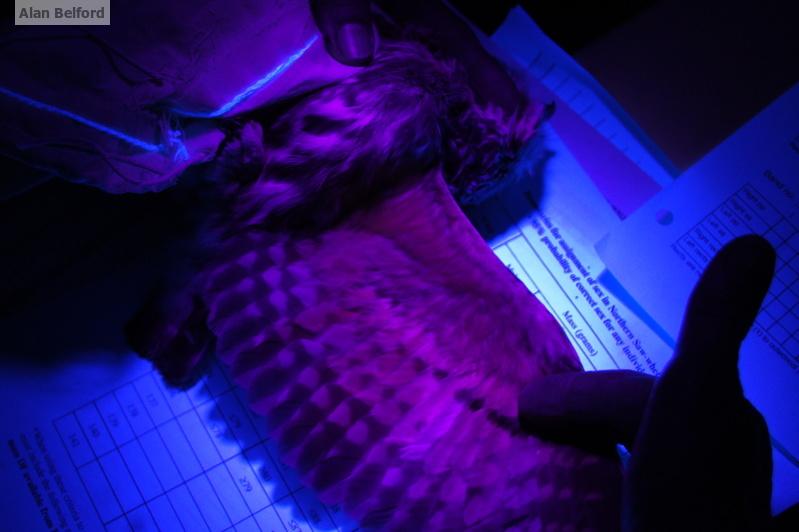 The banders age the owls by looking at the differences in the age of their feathers which are replaced (molted) sequentially over time. In order to do this banders use an ultraviolet light under which the underwing feathers glow pink depending on their age. saw-whet owl underwing