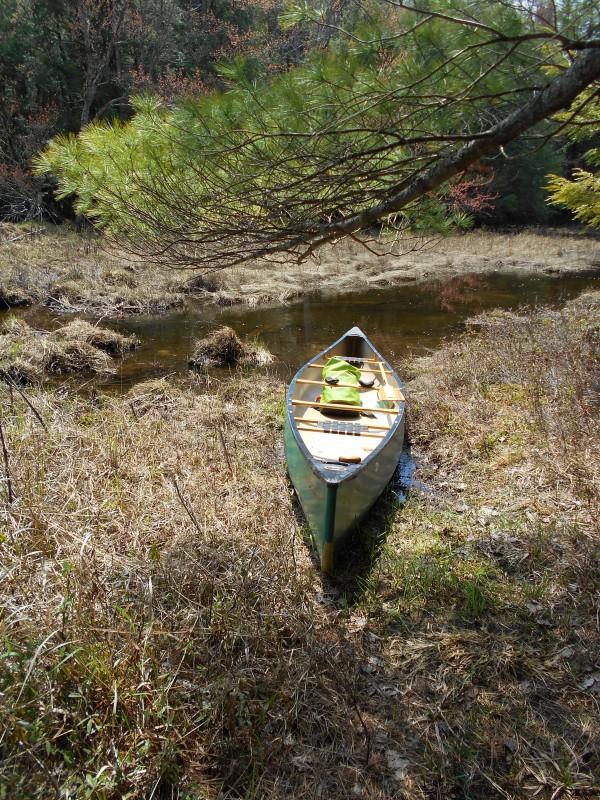 At the beaver dam