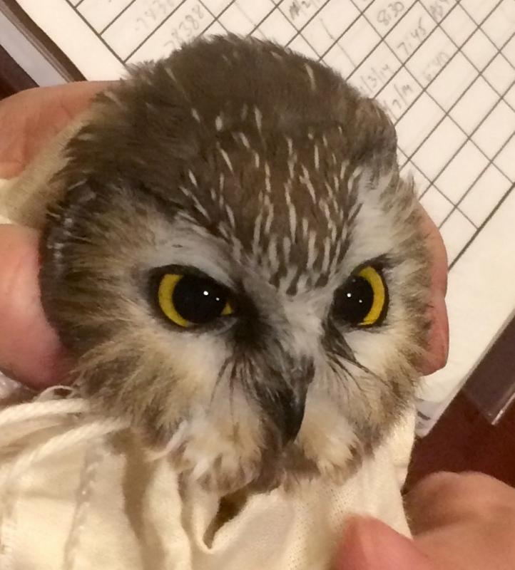 Checking amount of white feathers on Northern Saw-whet Owl