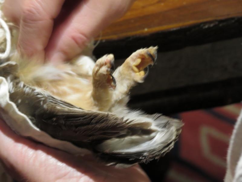 Checking Northern Saw-whet Owl's breast muscle mass