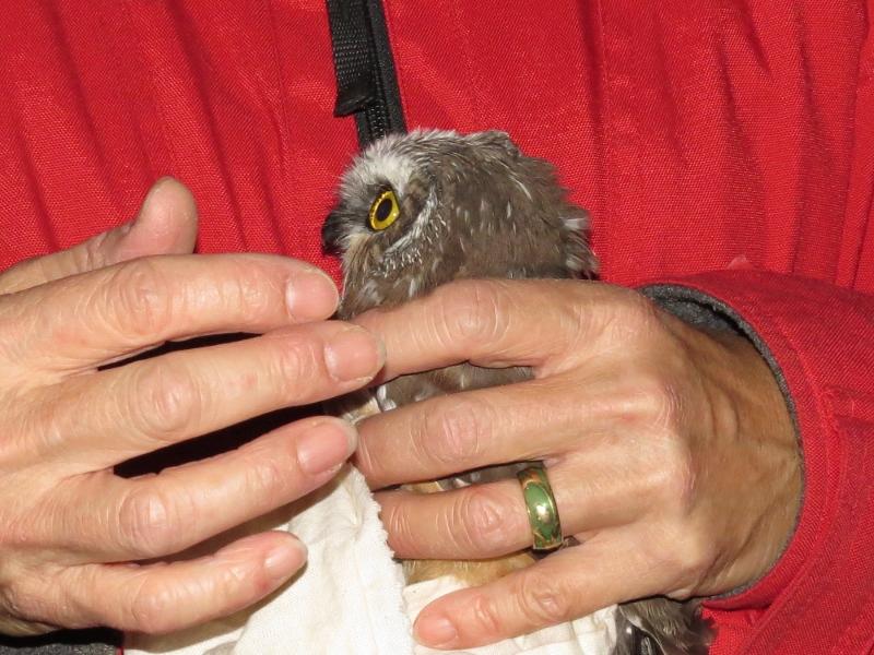 Northern Saw-whet Owl