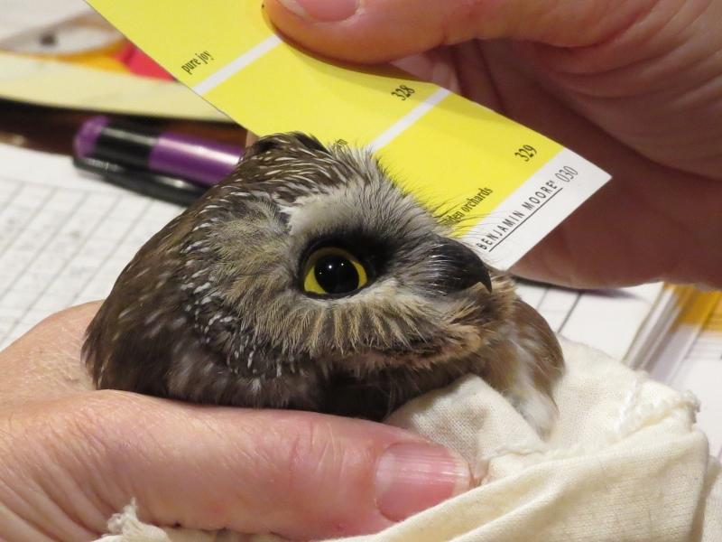 Matching the Northern Saw-whet Owl's eye color