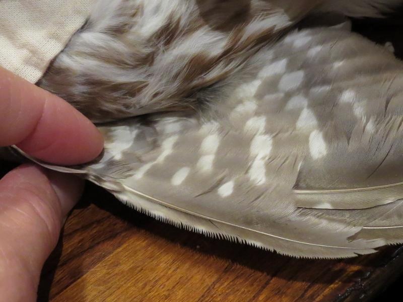 White striping measurement of Northern Saw-whet Owl