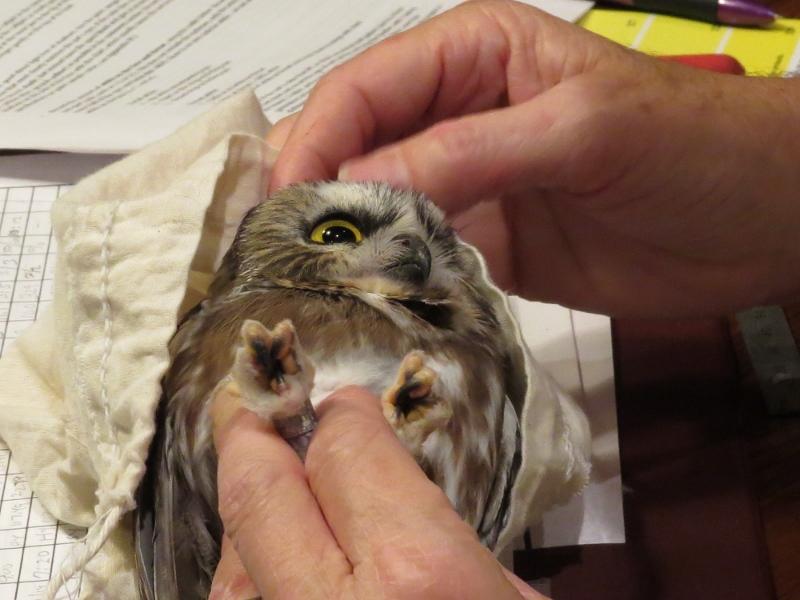 Northern Saw-whet Owl