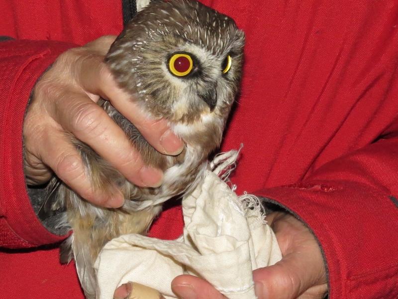 Northern Saw-whet Owl