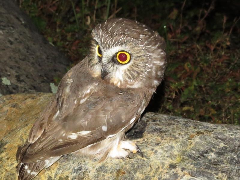 Northern Saw-whet Owl