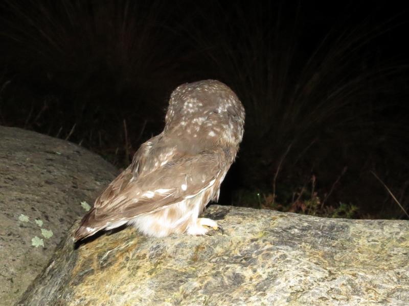 Northern Saw-whet Owl Northern Saw-whet Owl
