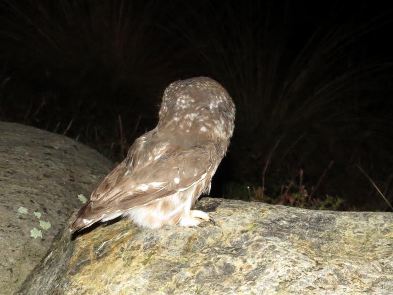 Northern Saw-whet Owl