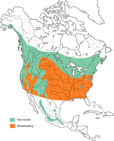 Northern Saw-whet Owl Range Map