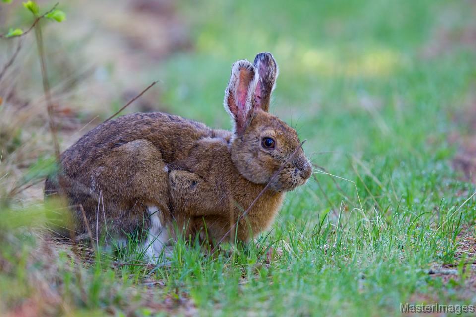 Snowshoe Hares are commonly seen at Intervale on summer mornings. Photo courtesy of www.masterimages.org.