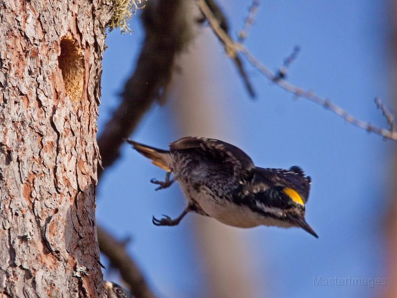 Black-backed Woodpeckers are nesting at Intervale this year, but we aren't sure where. Photo courtesy of www.masterimages.org.