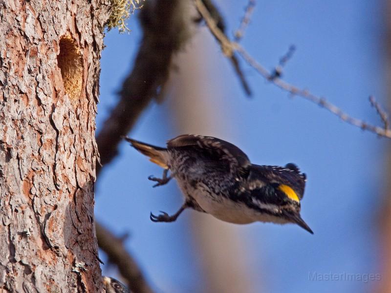 Black-backed Woodpeckers are nesting at Intervale this year, but we aren't sure where. Photo courtesy of www.masterimages.org. Black-backed Woodpeckers are nesting at Intervale this year, but we aren't sure where. Photo courtesy of www.masterimages.org.