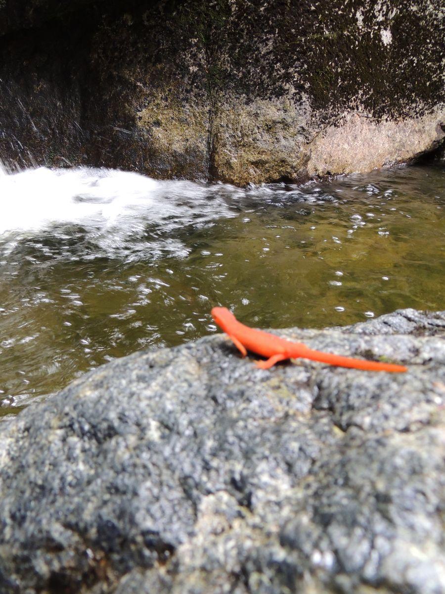 A newt takes in a waterfall view