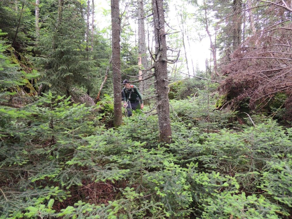 Periodic open forest help ease travel