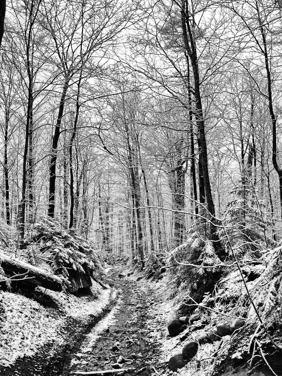 Along the Pine Pond Trail Along the Pine Pond Trail