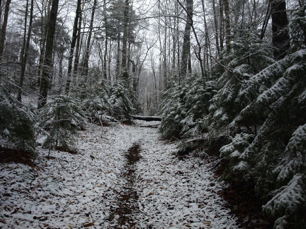 The old carriage road