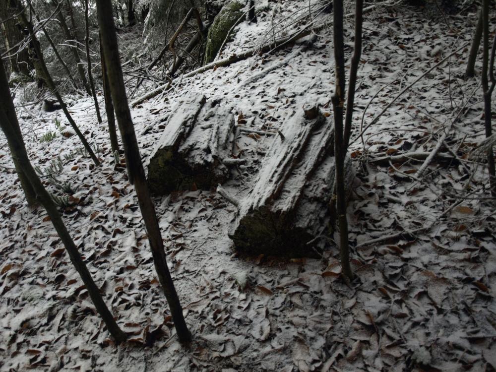 Remnants of an old trail