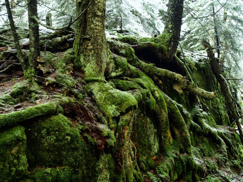 Yellow birch roots