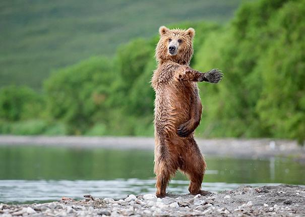 Dancing bears at the Dancing Bears? Dancing bears at the Dancing Bears?
