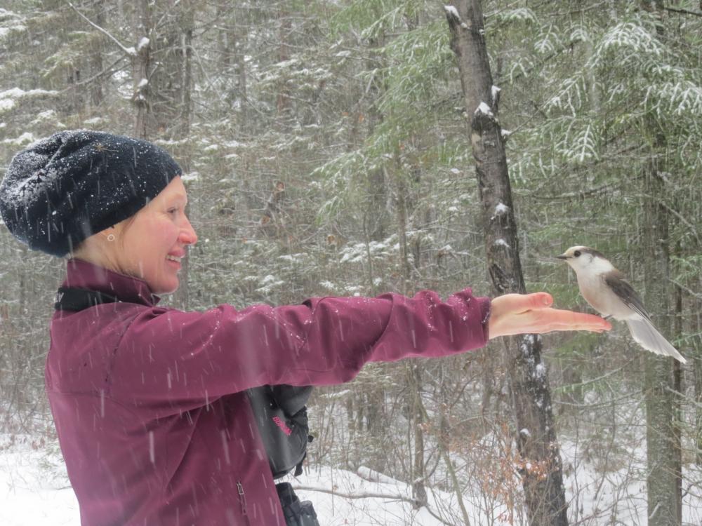 Gray Jay landing on Sarah's hand for raisins!