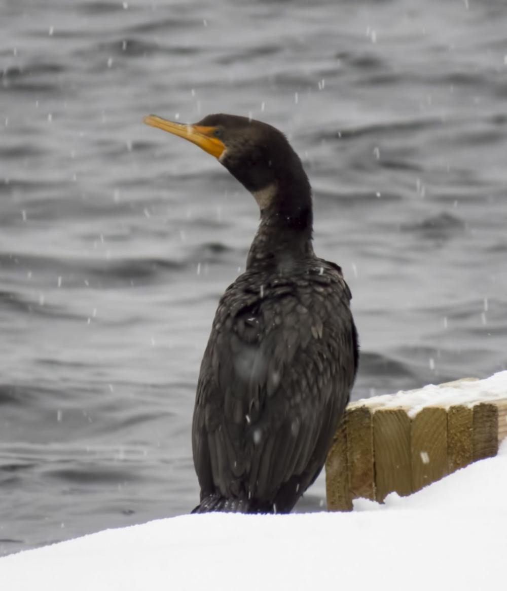 Double-crested Cormorant by Larry Master