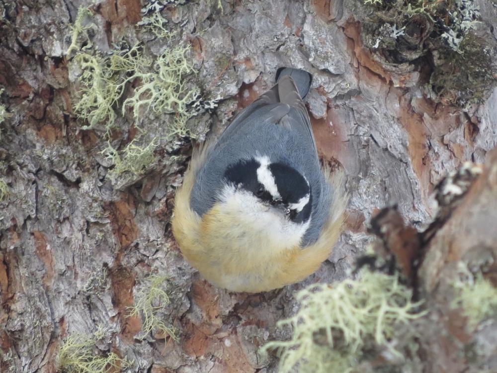 Red-breasted Nuthatch by Joan Collins