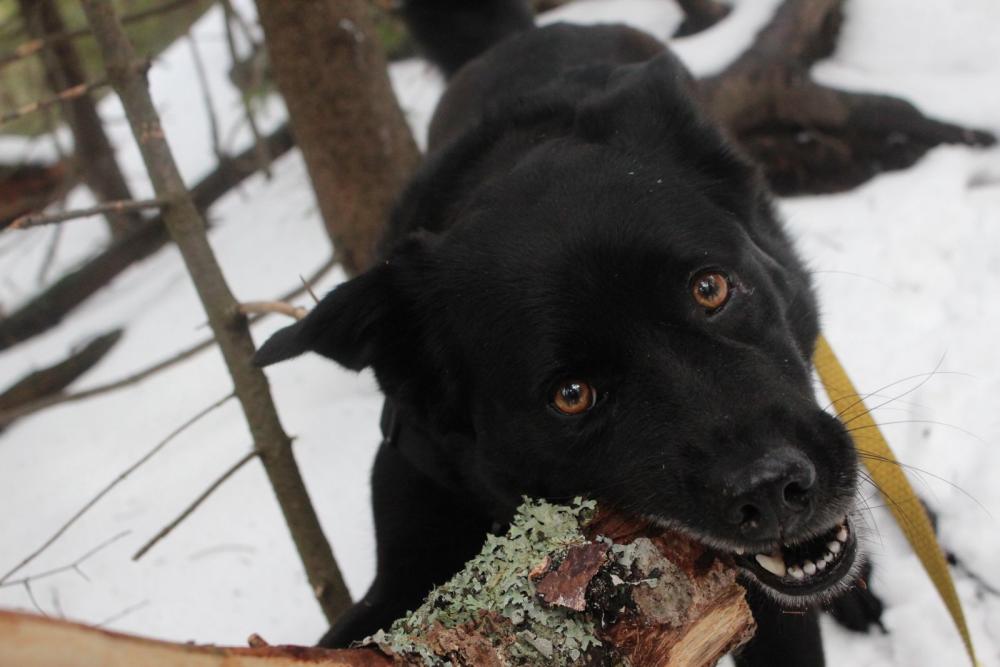 Even man's best friend loves Mount Jo.