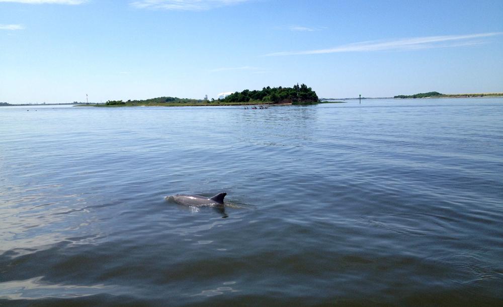 Dolphins off the bow