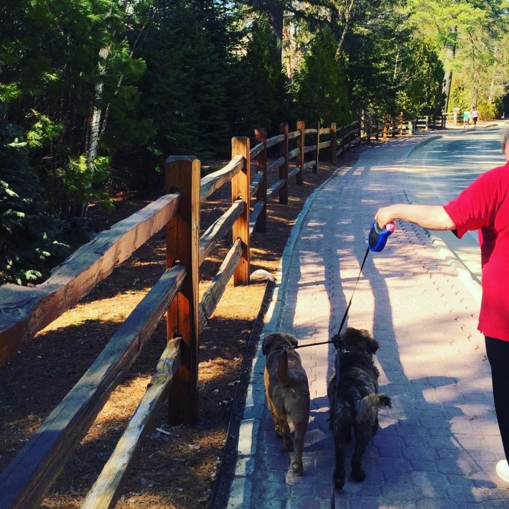 We are absolutely a dog town - when you get to Main Street, your furry pets will even find several stores have water bowls out for them!