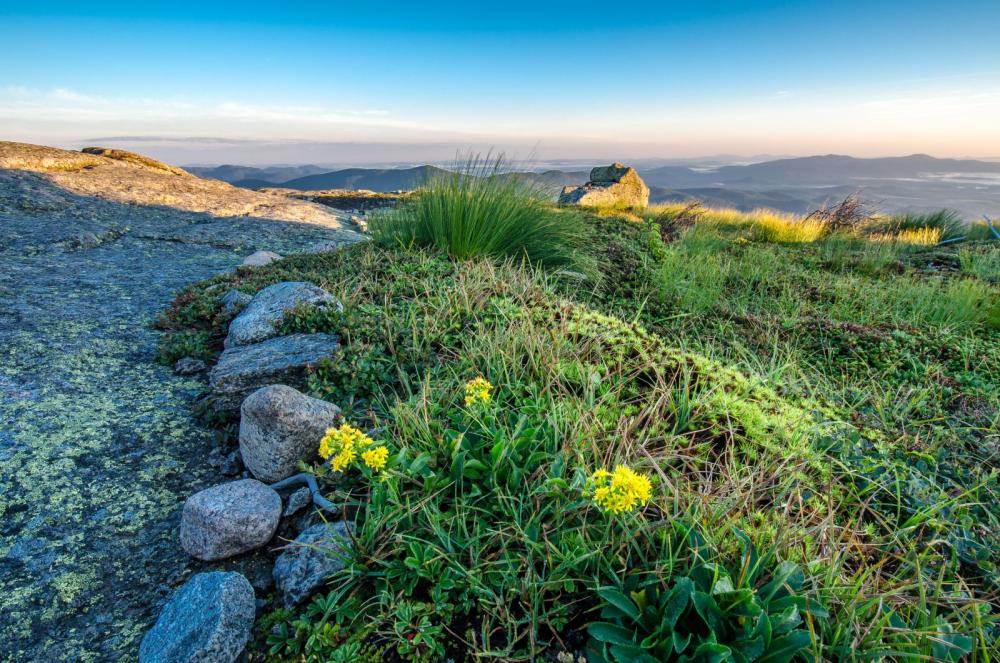 An alpine garden on Algonquin. Photo by Brendan Wiltse.