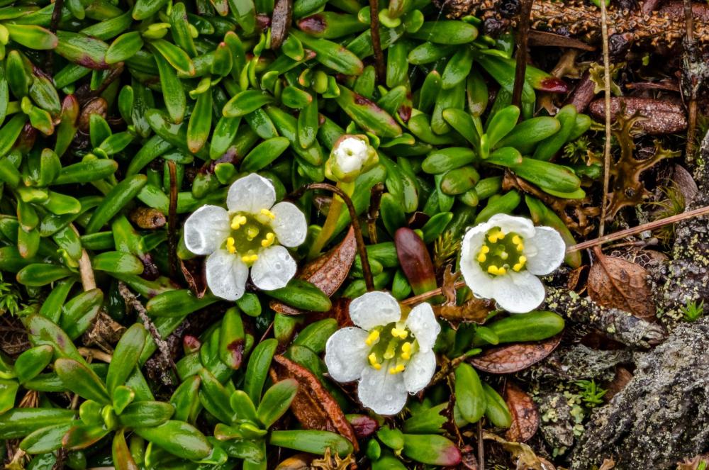 Diapensia is a good example of an alpine plant with a pincushion growing pattern and waxy leaves. Photo by Brendan Wiltse.
