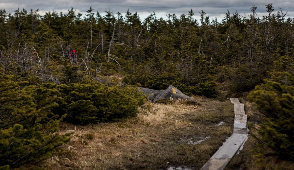 A boardwalk on Mount Marcy.