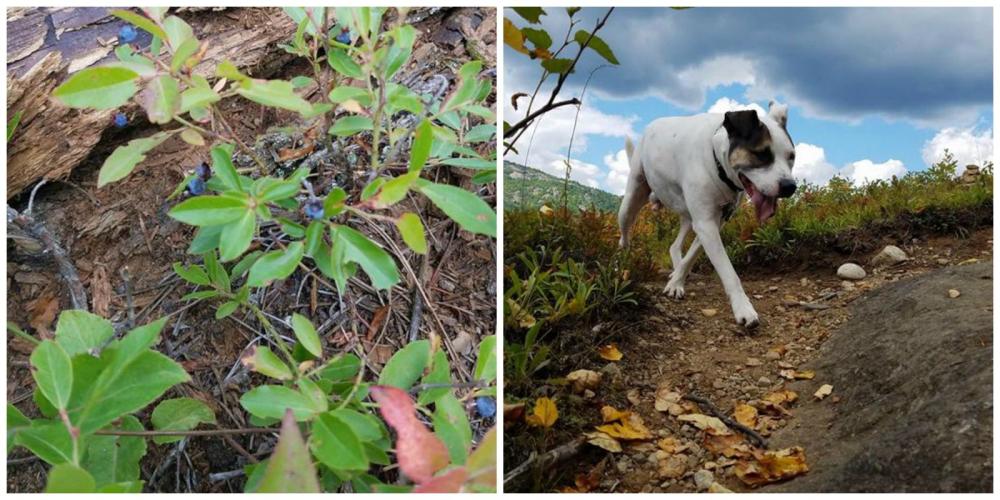 Even the pup, Sam, finds and enjoys the wild blueberries!