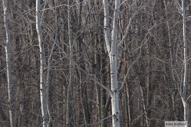 The first owl I saw at Robert Moses State Park this winter was a hunting along the tree line. The first owl I saw at Robert Moses State Park this winter was a hunting along the tree line.