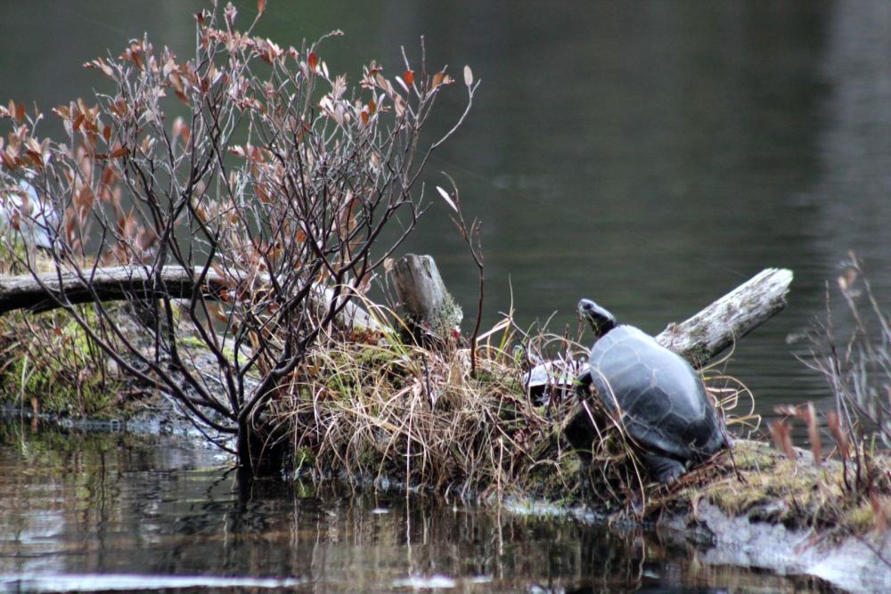 There's more to see than wildflowers in the Adirondacks.