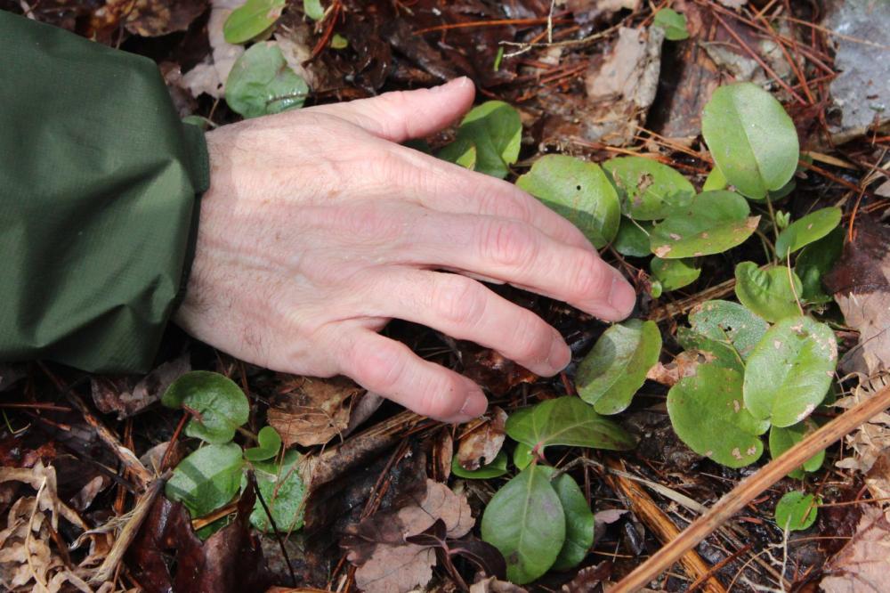 Wintergreen is common along Adirondack trails.