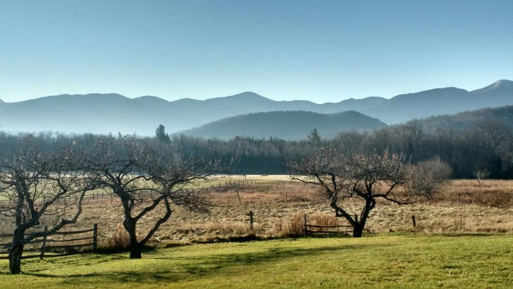 View of an orchard with mountains in the background