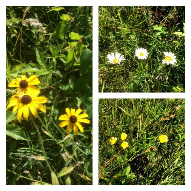 Brown- (or black-) eyed Susans (left), cheerful oxeye daisies (top right), and the classic buttercup (bottom right).