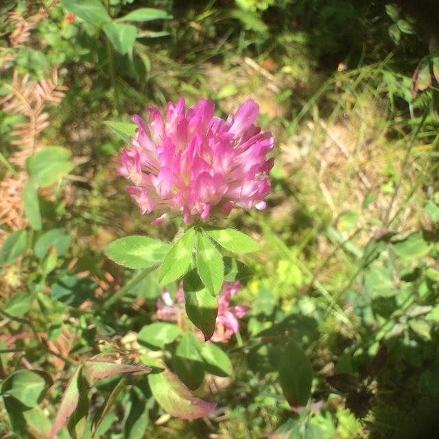 A ubiquitous flower favorite, red clover (Trifolium pratense), which I am informed tastes like green beans. Go ahead! It's non-poisonous.