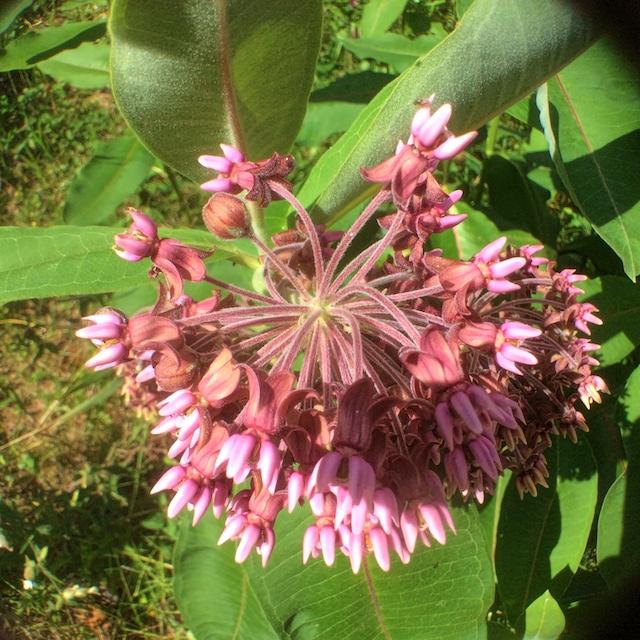 Swamp milkweed is one of the showiest of our wildflowers.
