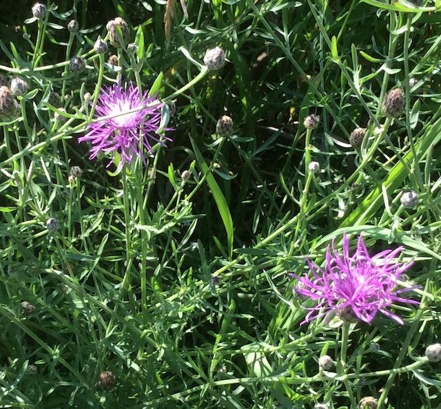 A fully opened bull thistle (Cirsium vulgare).