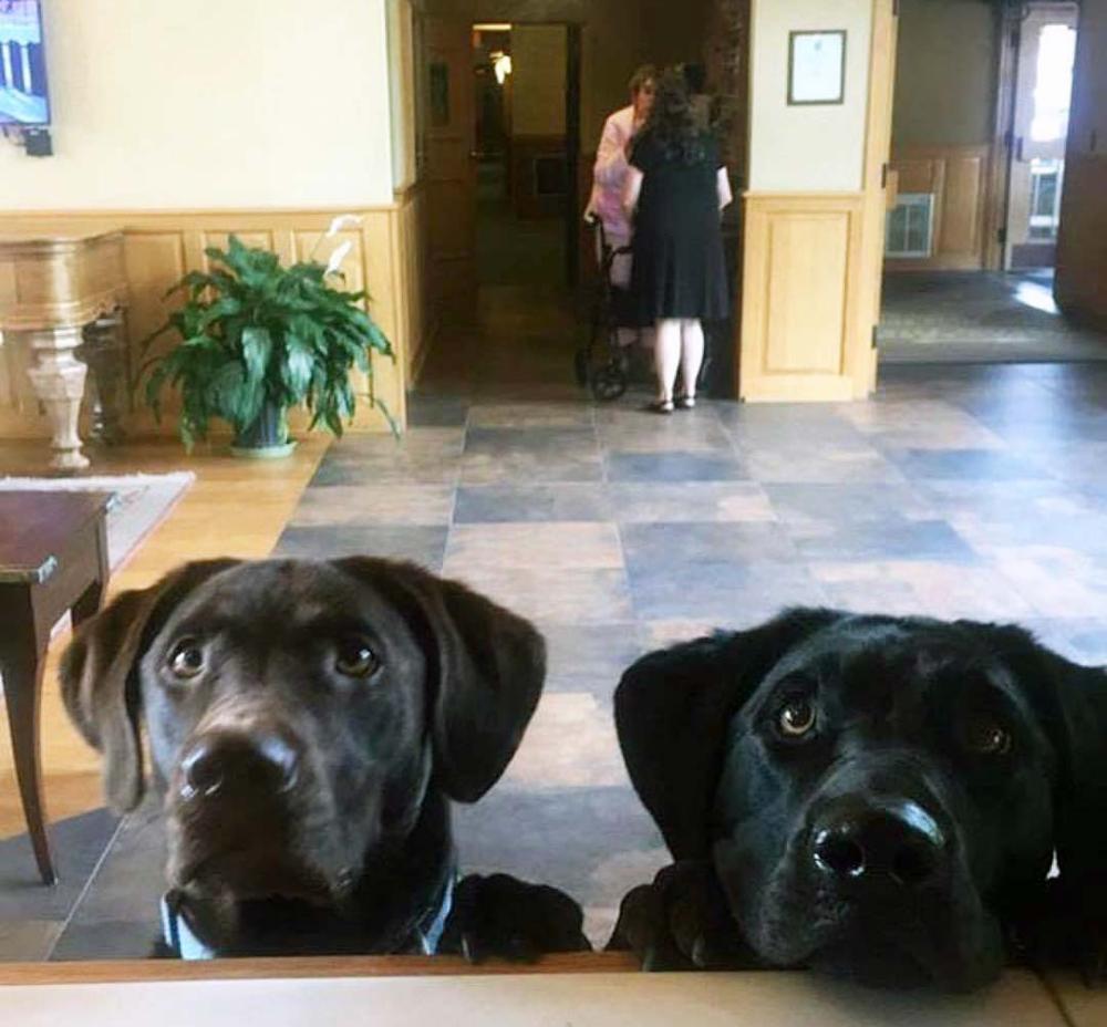 POV of two dogs appearing to check in at the desk at a pet friendly hotel in Lake Placid.