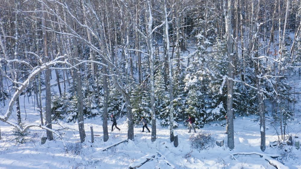 Scenic view of three skiers on a snowy, wooded cross-country ski trail.