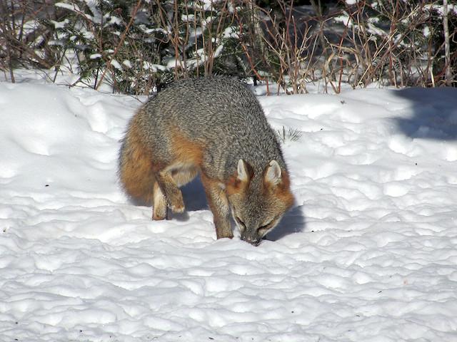 Plenty of wildlife watching opportunities.