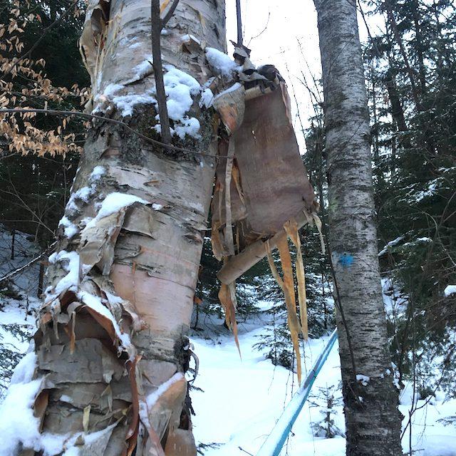 From the Native American birchbark bucket to the modern tapping method where a tube carries the sap to to the sugarhouse.